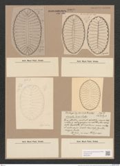 Surirella lomis A. Schm. (de-Toni-Nr.: Genus 53, Species 2397) Zeichnungen Sammlung Grunow Nr. 4806 (NHMW-BOT-W0372957)